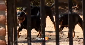 Adulto mayor sufrió ataque de jauría de Rottweilers en Valparaíso: detuvieron a hija del dueño