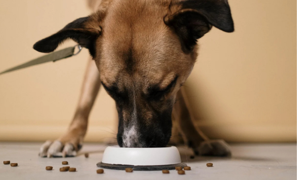 Experto explica cómo leer correctamente las etiquetas de alimentos para mascotas: tips prácticos