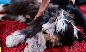 ¿Cómo deben dormir los perros cuando hace frío? Esto hay que considerar según los veterinarios