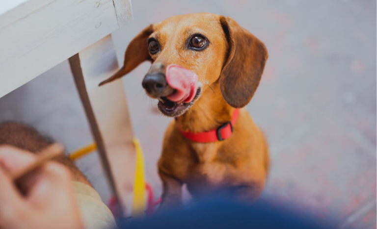 Experto explica cómo leer correctamente las etiquetas de alimentos para mascotas: tips prácticos