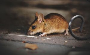 Minsal actualizó estado de chilenos vinculados a brote de hantavirus en crucero