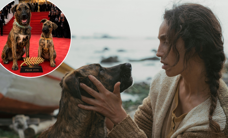 Histórico triunfo en Cannes: Perra chilena rescatada de un refugio ganó el Palm Dog Award