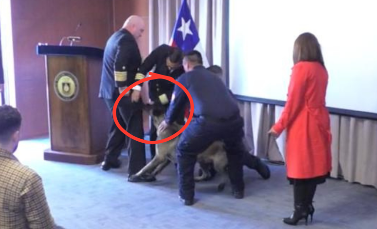 Inesperado momento: perro se abalanzó sobre vicealmirante durante ceremonia oficial de la Armada