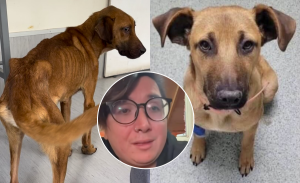 Caso Manu TV: rescatistas actualizaron estado del perrito rescatado por maltrato y desnutrición