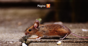 No solo el ratón de cola larga: estos son los roedores asociados al hantavirus en Chile