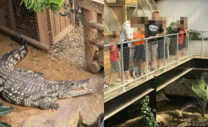 Pánico en zoológico: hombre arrojó a niño de tres años a jaula de cocodrilos en Inglaterra