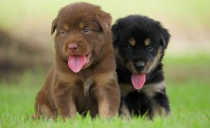 PDI detuvo a falso veterinario que mutilaba cachorros con fines estéticos en Huechuraba