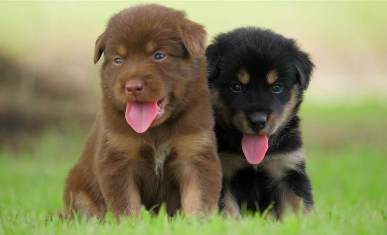 PDI detuvo a falso veterinario que mutilaba cachorros con fines estéticos en Huechuraba