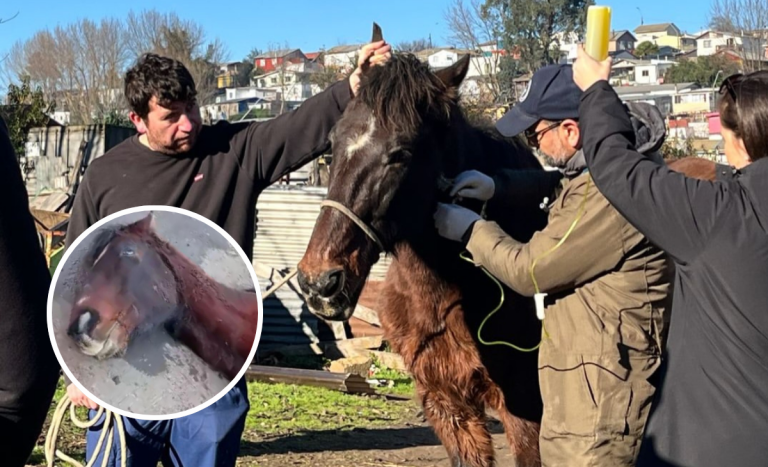 Denuncian brutal agresión a caballo en Talcahuano: municipio anunció acciones legales