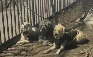 Giro en caso de perros encontrados al interior de auto: madre del dueño dice que está inubicable