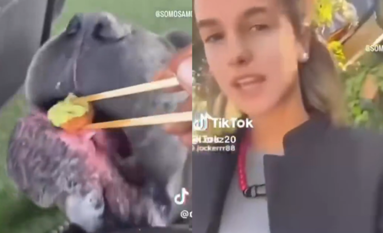 Mamá de Josefa Sáez defendió a influencer por polémica por dar wasabi a su perro: 