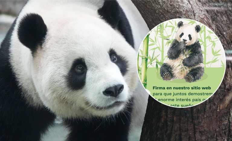 Polémica campaña de Buin Zoo para tener un panda en cautiverio en Chile causó indignación en redes