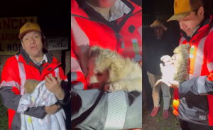 Alcalde de Quillón adoptó cachorra