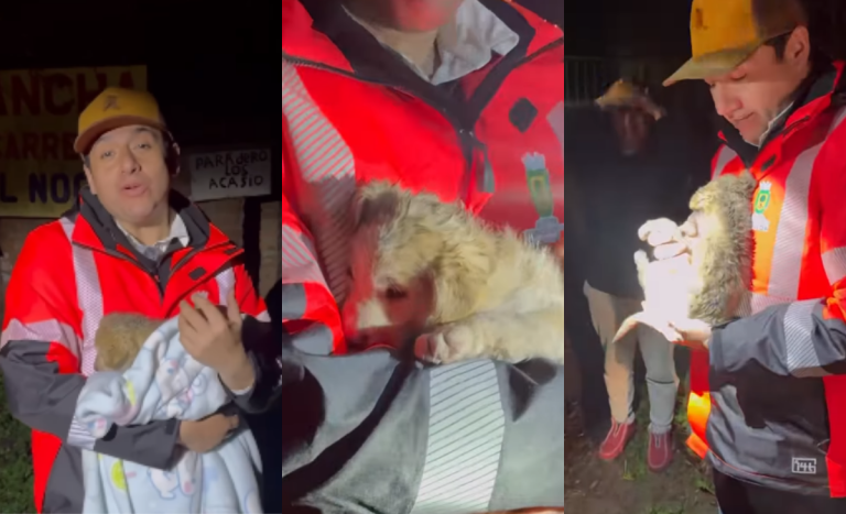 “Va a tener un nuevo hogar”: alcalde de Quillón adoptó a cachorra abandonada durante sistema frontal