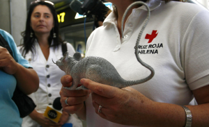 Minsal declaró alerta sanitaria por hantavirus