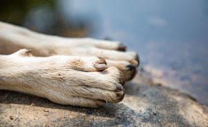 Horrendo caso de maltrato animal impactó a Marchigüe: perro galgo fue hallado ahorcado en un árbol