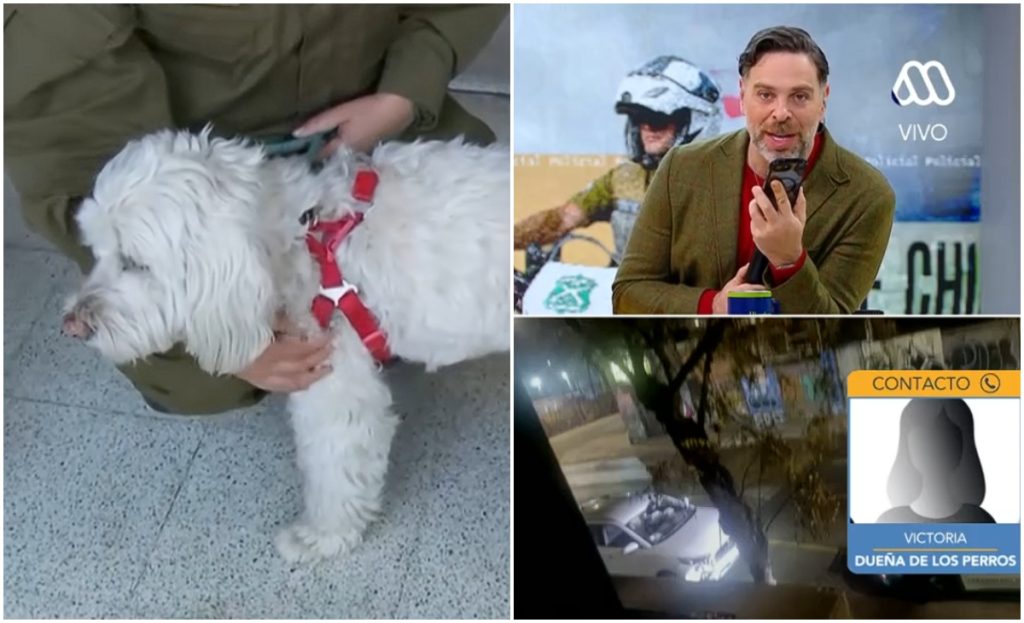 Giro en caso de perros encontrados al interior de auto: madre del dueño dice que está inubicable