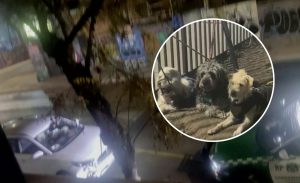 Apareció en estado de ebriedad: ¿qué se sabe del dueño de perros abandonados en Santiago Centro?