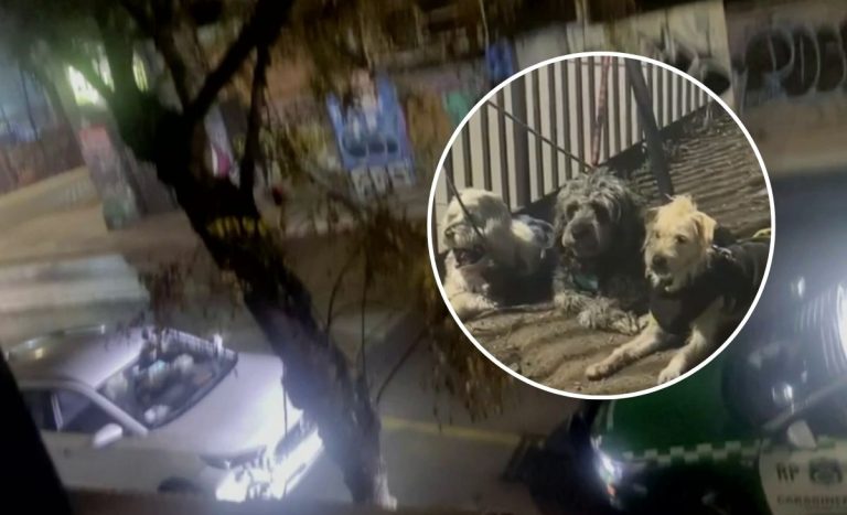 Apareció en estado de ebriedad: ¿qué se sabe del dueño de perros abandonados en Santiago Centro?