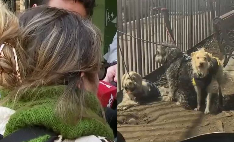 Las contradictoras declaraciones de madre de dueño de perros abandonados en un auto en Santiago
