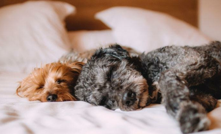 Guía de invierno: cómo cuidar la salud de tu perro en la temporada más fría del año