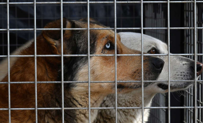 Adulta mayor murió tras brutal ataque de perros en Quirihue: fue a visitar a familiares