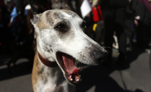 Cámara de diputados aprueba prohibir carreras de perros y rechaza proyecto que buscaba regularlas