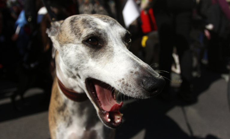 Cámara de diputados aprueba prohibir carreras de perros y rechaza proyecto que buscaba regularlas