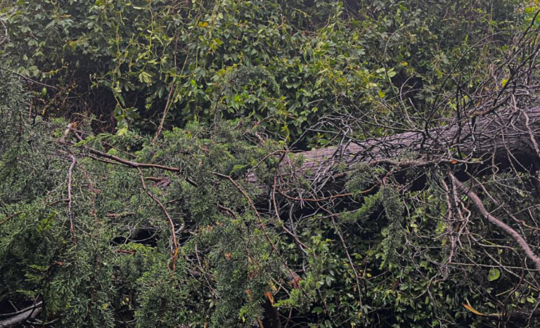 Dos personas murieron aplastadas por un árbol en Los Ríos en medio de intenso temporal
