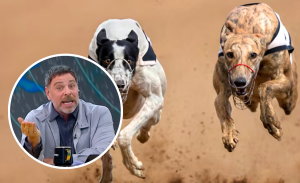 En su vida ha visto un perro Neme destrozó argumentos de diputados a favor de carreras de galgos