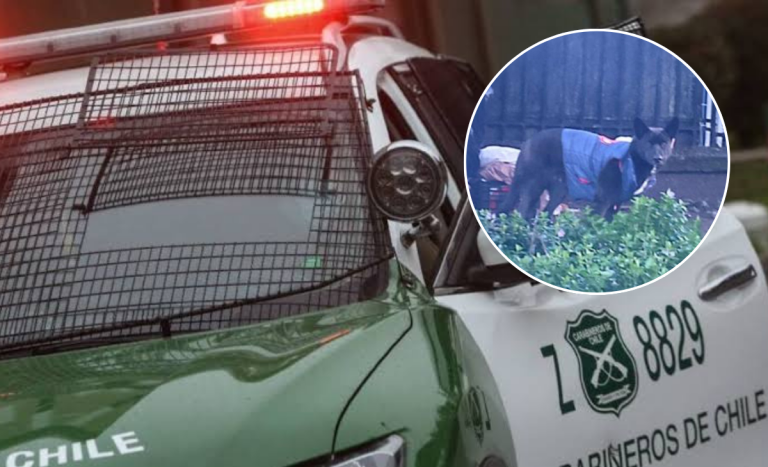 Perrita permanece grave tras presunto abuso sexual de hombre en Concepción