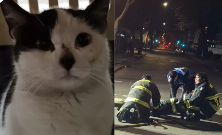 Rescatan a gatito que llevaba días atrapado en alcantarillas de Concepción