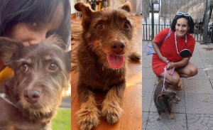 La emotiva historia de Marta, la perrita que Paz Ramírez adoptó y rescató en accidente