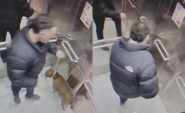 Identifican a sujeto que cometió cruel maltrato contra su perro al interior de un ascensor en Ñuñoa