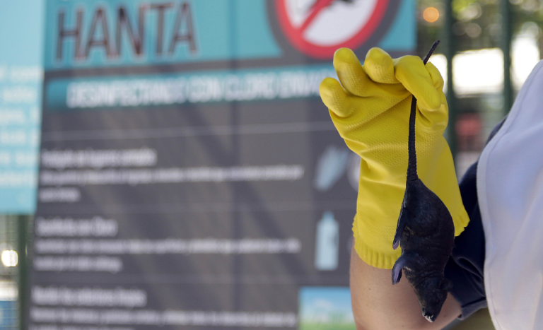 Niña de 11 años murió por hantavirus en Rengo: se habría contagiado en el extranjero