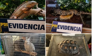 Denuncia por VIF destapó tenencia ilegal de animales exóticos en Coronel: dos monos escaparon