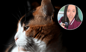 Dieta difundida en redes terminó con un gato ciego: veterinaria explicó qué ocurrió