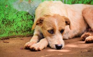 Aumentan los casos de distemper en perros: conoce las señales que no se deben ignorar