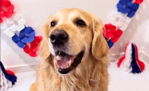Mascotas y Fiestas Patrias: los cuidados que se deben tener con los alimentos que consumen