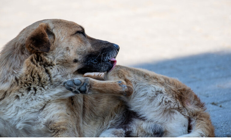 Dermatitis atópica en perros: consejos para cuidar a tus mascotas de esta infección