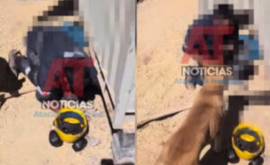 Brutal maltrato animal en Atacama: condenan a hombre que ahogó a 5 cachorros en Tierra Amarilla