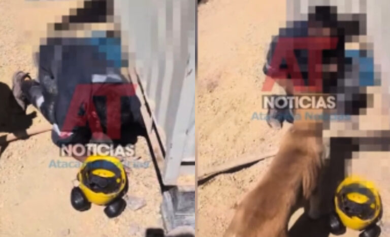 Brutal maltrato animal en Atacama: condenan a hombre que ahogó a 5 cachorros en Tierra Amarilla