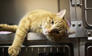 Fallo por maltrato animal: hombre pateó a gata de expareja, causó su eutanasia y arriesga cárcel