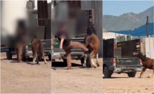 Maltrato animal en San Bernardo: PDI rescató a un potrillo maltratado por su dueño