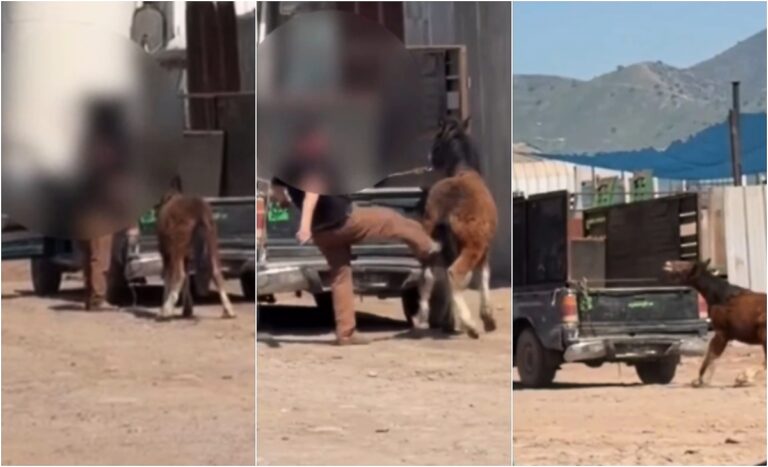 Maltrato animal en San Bernardo: PDI rescató a potrillo y detuvo al dueño tras viralización de video