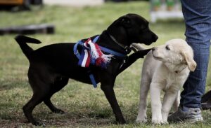 Fiestas Patrias: estos son los riesgos de llevar mascotas a fondas y celebraciones
