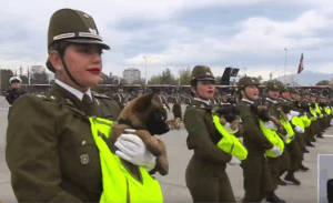 Perritos de Carabineros parada militar