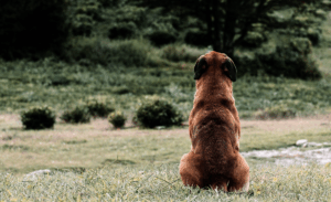 Sujeto queda en prisión preventiva por faenar y asar perro con una parrilla en La Pintana