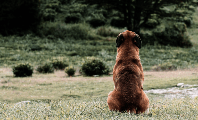 Sujeto queda en prisión preventiva por faenar y asar perro con una parrilla en La Pintana