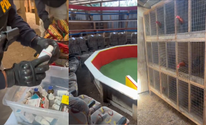 Rescatan 85 aves utilizadas para apostar en peleas de gallos clandestinas: 54 detenidos en Arauco